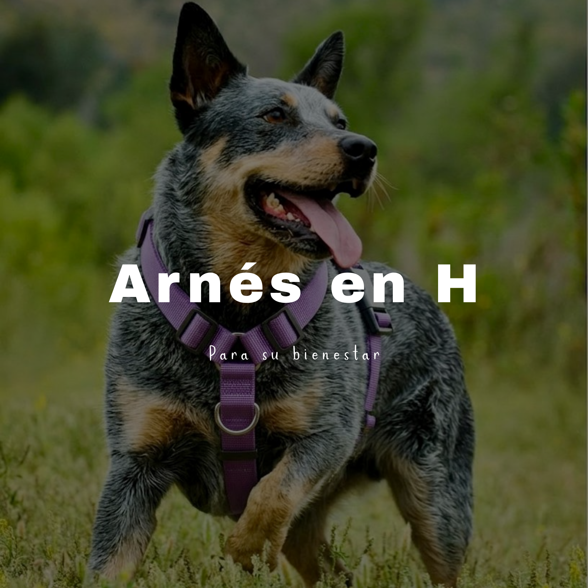 Arnés en H